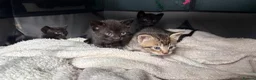 Russian Blue cats for sale: 2 beautiful black kitty’s and 1 gorgeous grey cat - Advert 10