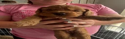 Cockapoo dogs for sale: Fb1 cockapoo puppies in Durham - Advert 14