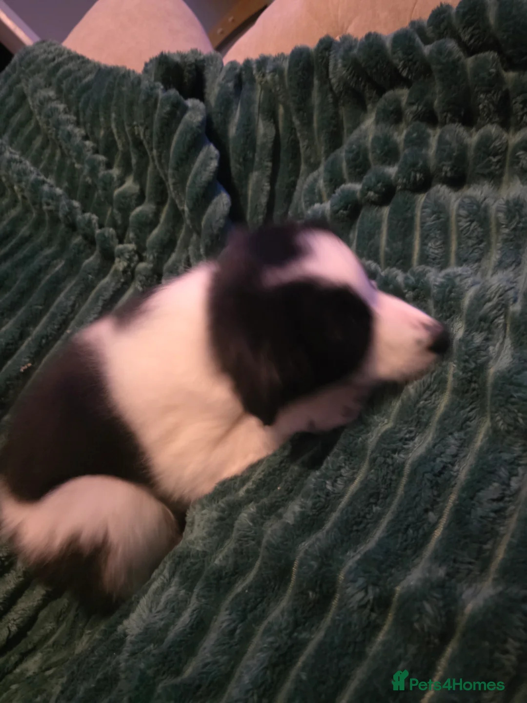 Border Collie dogs for sale: Border collie pups  - Advert 13