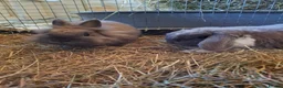 Mini Lop rabbits for sale: Bonded, Loving Pair of Mini Lop Male Rabbits - Advert 8