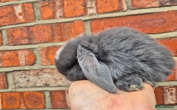 Mini Lop rabbits for sale: Ready to leave 24th September  - Image 3