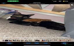 British Shorthair cats for sale: 2 kittens and mother for sale  - Image 5