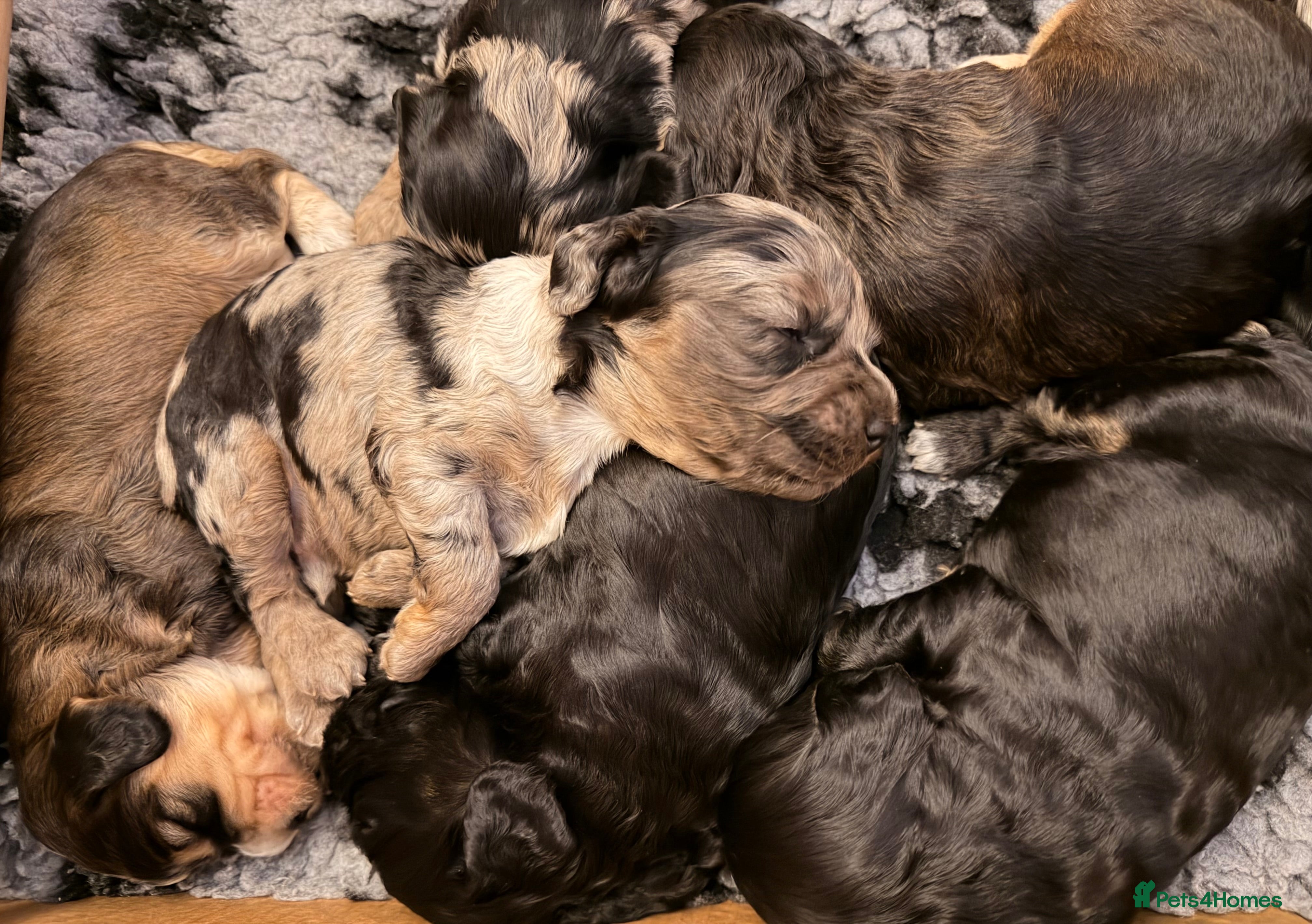 Cockapoo dogs F1 Cockapoo Puppies - Advert 11