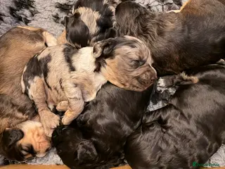 Cockapoo dogs F1 Cockapoo Puppies - Advert 11