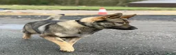German Shepherd dogs for sale: Elite DDR German Shepherd - World-Class Pedigree  - Advert 4