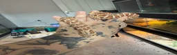 Snake reptiles for sale: Hognose with full set up  - Advert 1