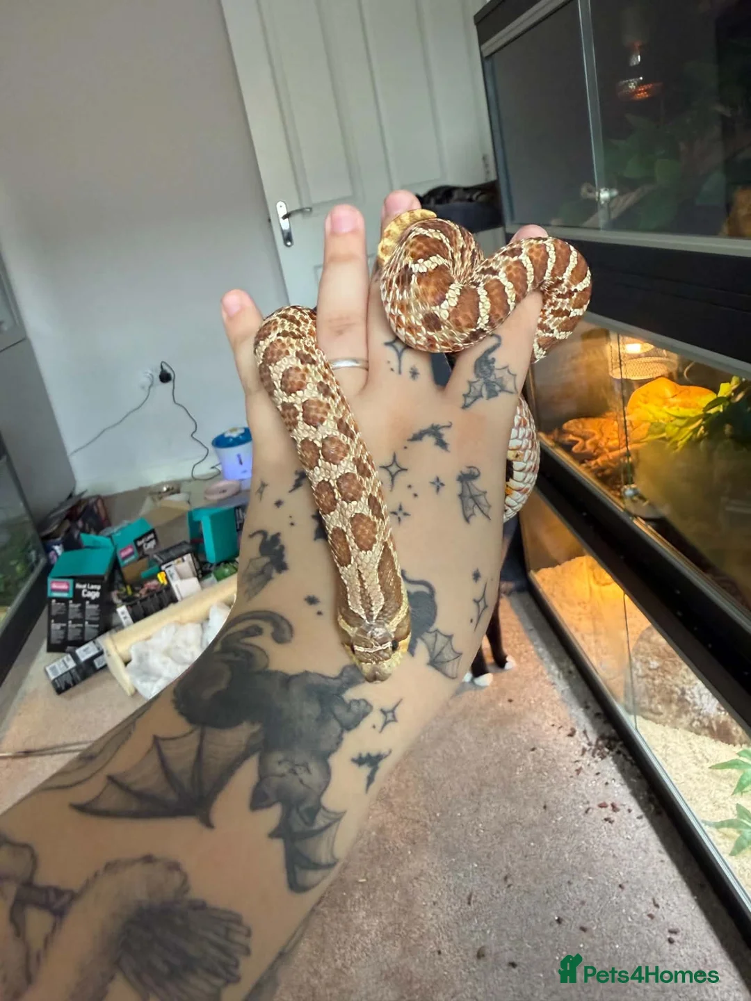 Snake reptiles for sale: Hognose with full set up  - Advert 1