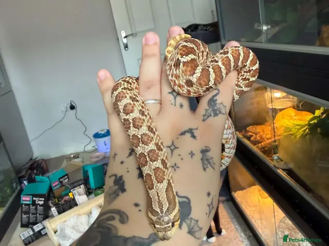 Snake reptiles Hognose with full set up - Advert 1