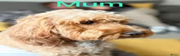 Cockapoo dogs for sale: F1b cockapoo puppies fully DNA and health tested. in Lewes - Advert 11
