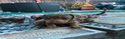 Miniature Dachshund dogs for sale: 6 beautiful miniature dachshund puppies - Advert 9