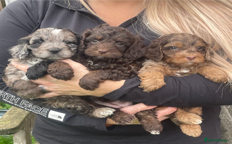 Cavapoo dogs - Advert 1