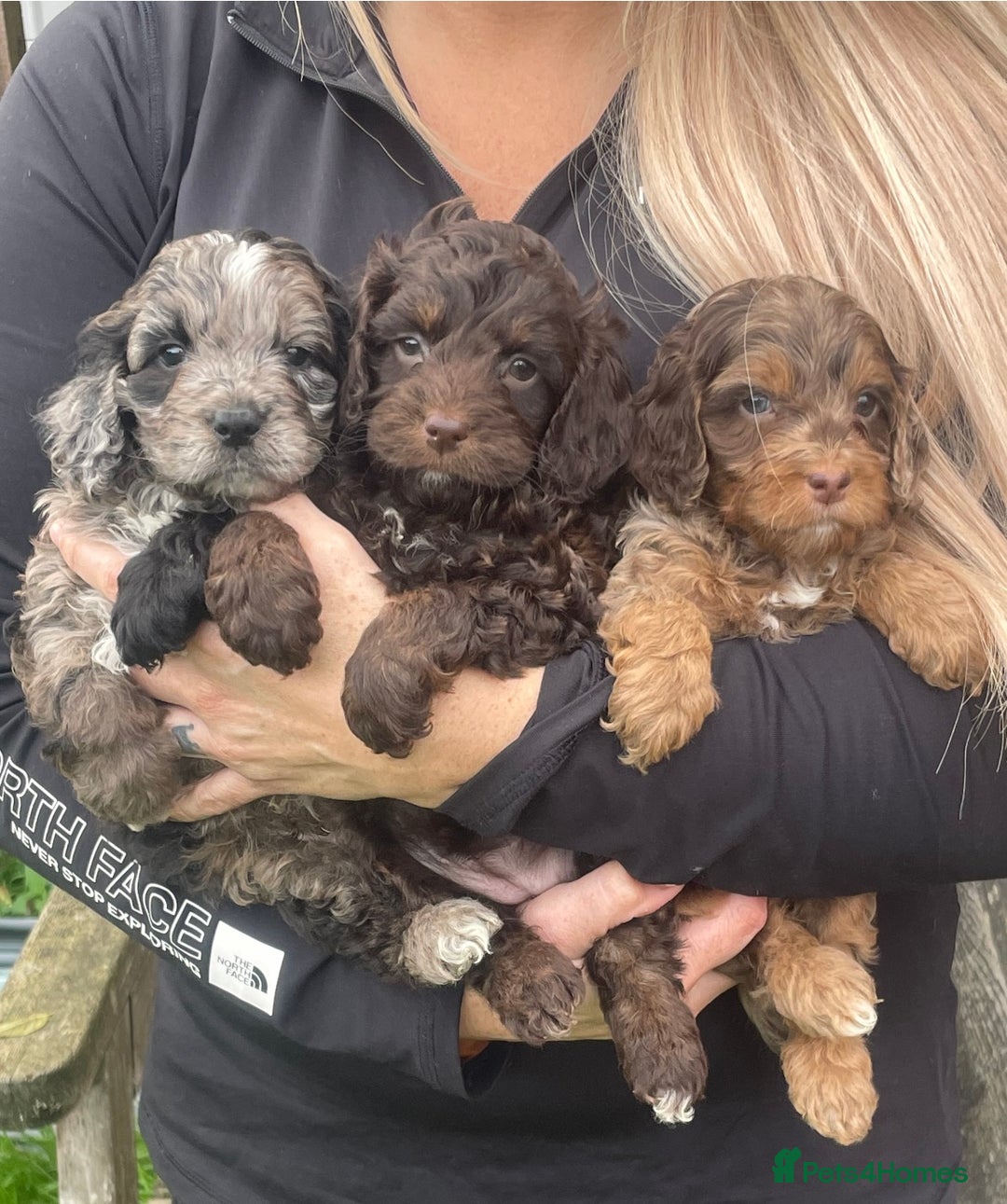 Cavapoo dogs for sale: Cavapoos boys and girls  - Image 1