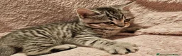British Shorthair cats for sale: 💕🐾 Adorable Silver Tabby kittens for sale 🐾💕 - Advert 8