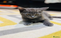 British Shorthair cats for sale: Adorable kittens - Image 2