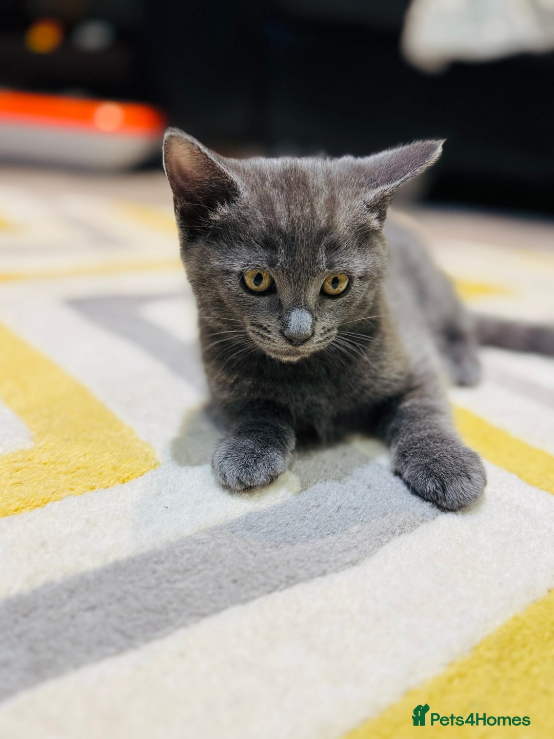 British Shorthair cats for sale: Adorable kittens - Image 2