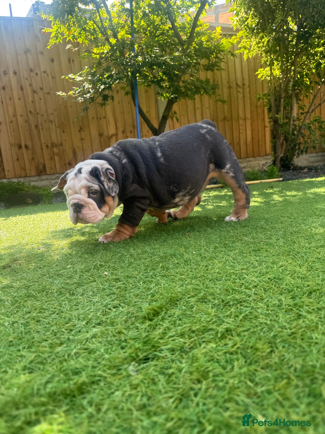 English Bulldog dogs for sale: REDUCED READY NOW last girl health tested Bulldogs - Image 8