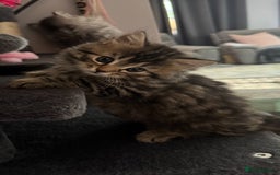Mixed Breed cats for sale: Maine coon x Persian  - Image 14