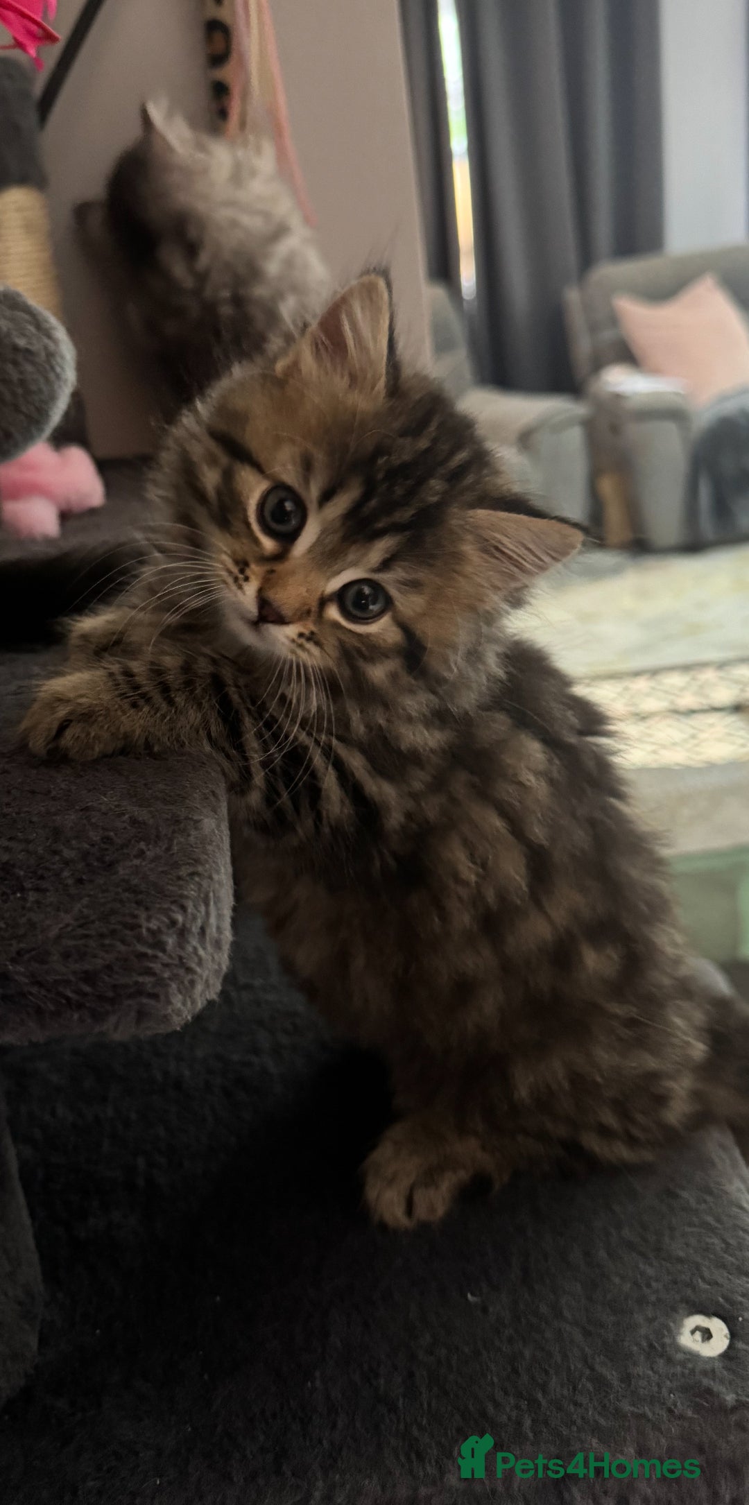 Mixed Breed cats for sale: Maine coon x Persian  - Image 14