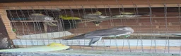 Mixed Breed birds for sale: Healthy Mix Budgies & Cockatiels for Sale in Huntingdon - Advert 7