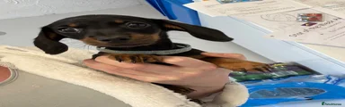 Miniature Dachshund Puppy 3