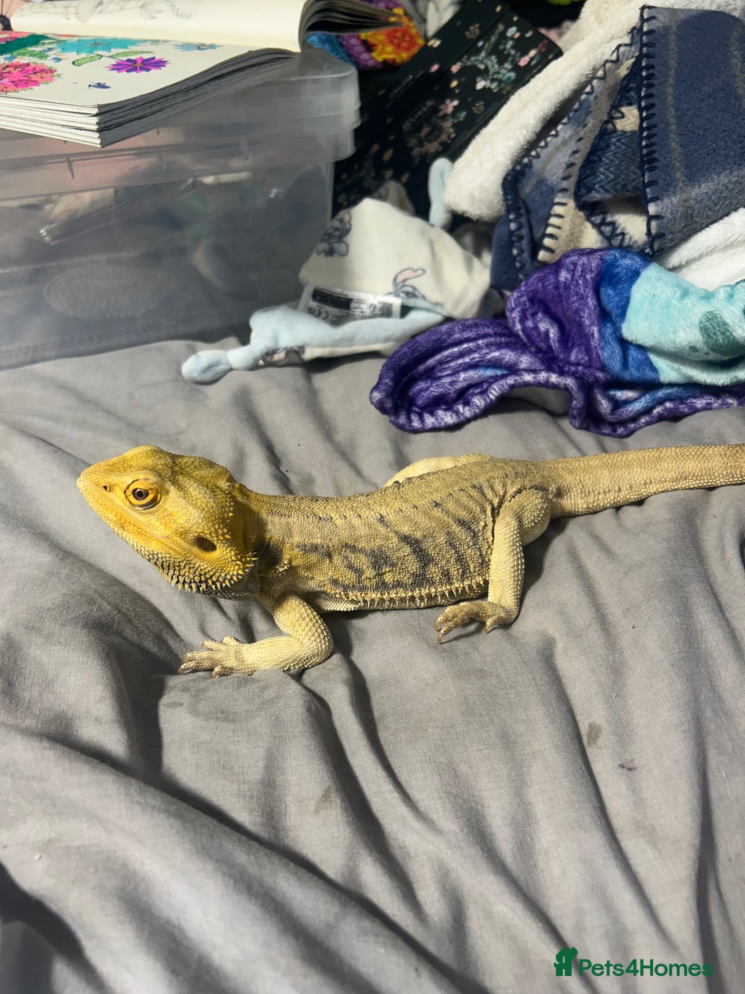 Bearded Dragon reptiles for sale: Baby bearded dragons for sale £80 each  - Advert 11