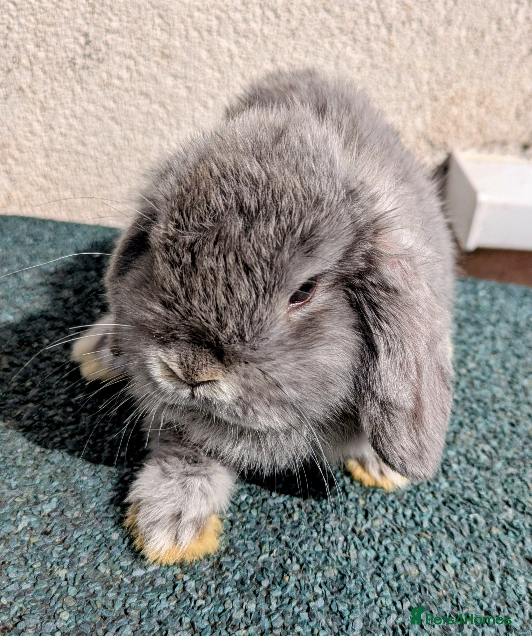 Dwarf Lop rabbits Female Holland lop ready now - Advert 5