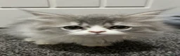 Persian cats for sale: Beautiful Persian kittens now ready to leave  - Advert 9