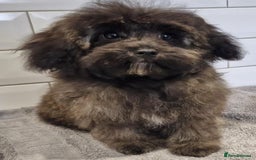 Maltipoo dogs for sale: Beautiful MALTIPOO Puppies - Reduced! - Image 1