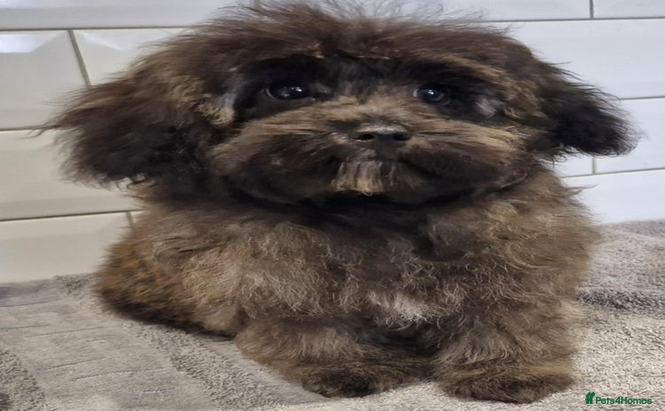 Maltipoo dogs - Advert 2