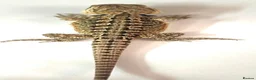 Bearded Dragon reptiles for sale: Red citrus baby bearded dragons  - Advert 12