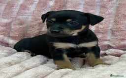 Jack Russell dogs for sale: Quality litter of beautiful Jack Russell puppies  - Image 21