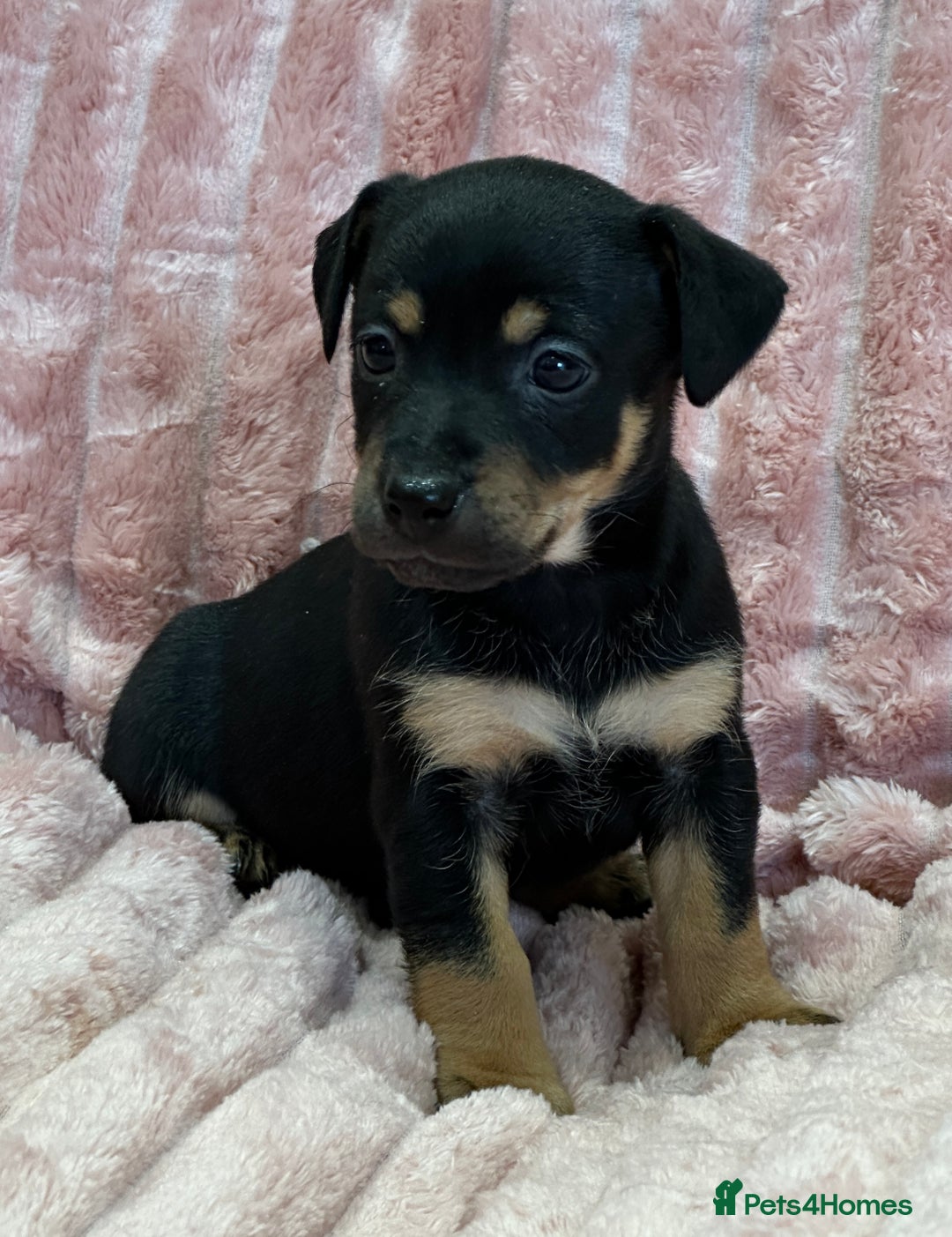 Jack Russell dogs for sale: Quality litter of beautiful Jack Russell puppies  - Image 21