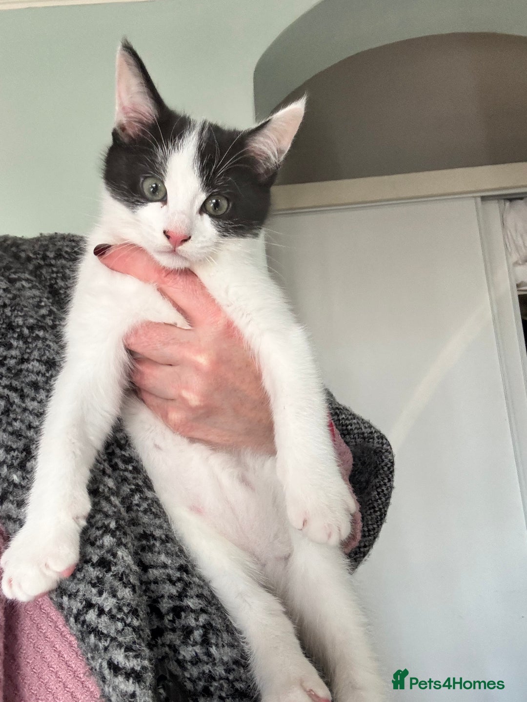 Mixed Breed cats for sale: 2 male kittens  - Advert 5