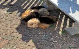Pomeranian dogs for sale: 1 adorable Black Male Pomeranian Puppy for Sale - Image 7