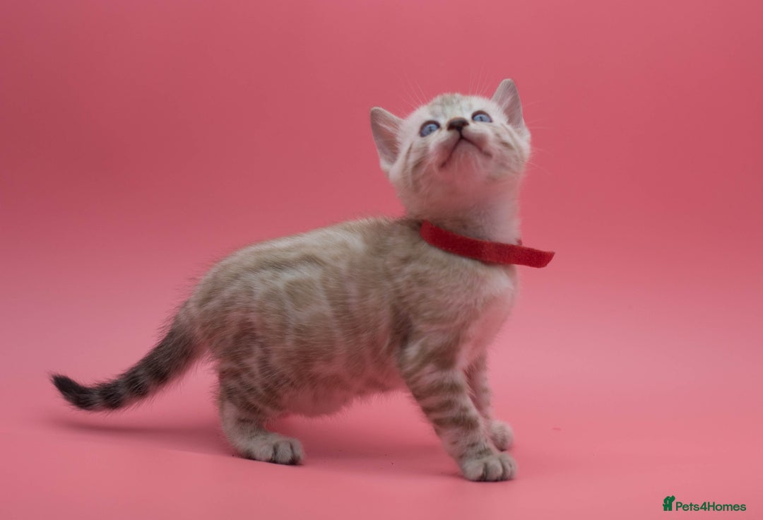 Bengal cats for sale: ✨ Snow Lynx Bengal Kittens – Ready to Reserve! ✨ - Image 4