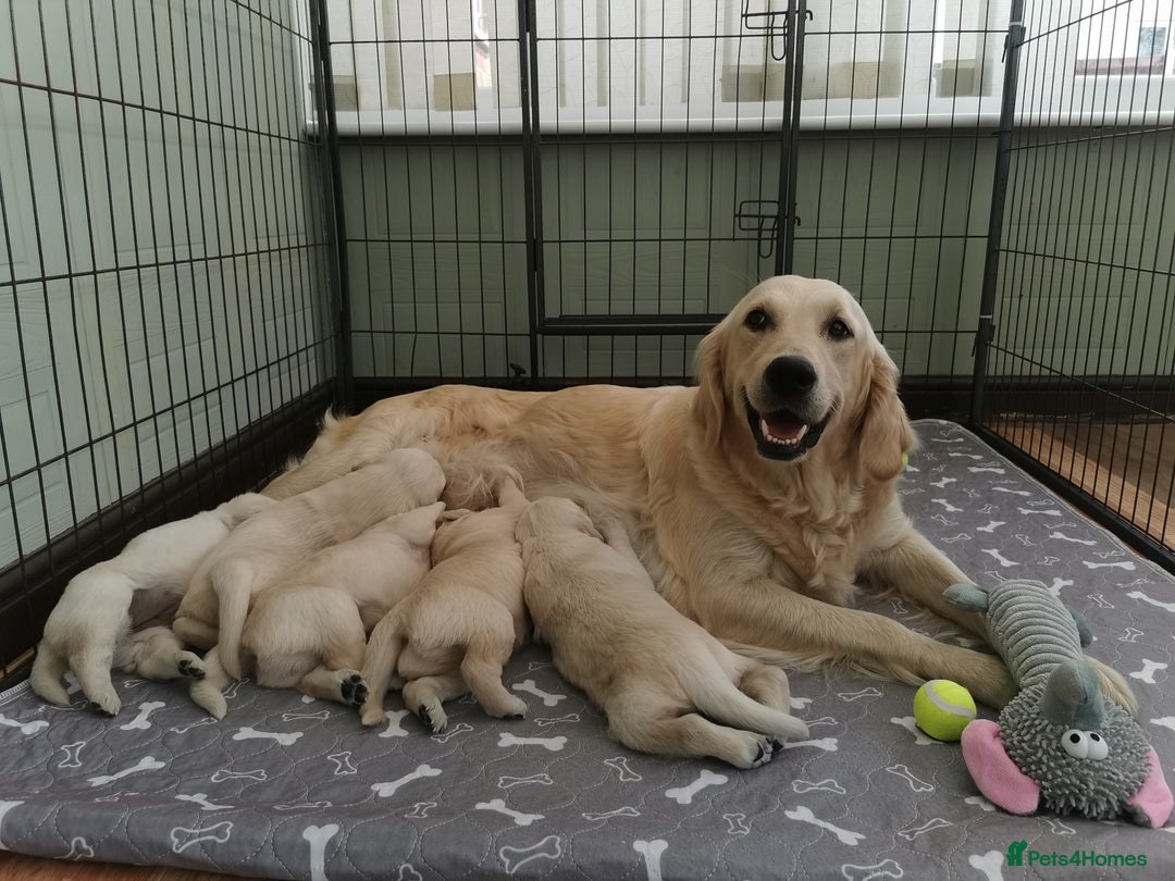 Golden Retriever dogs for sale: Golden retriever pupies  - Image 10