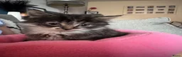 Mixed Breed cats for sale: Beautiful fluffy tabby girl  - Advert 14