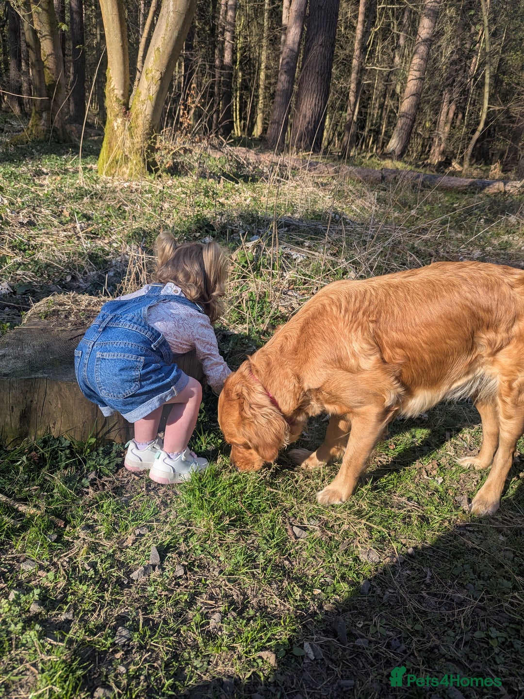 Golden Retriever dogs for sale: KC Registered Golden Retriever Puppies  - Image 5
