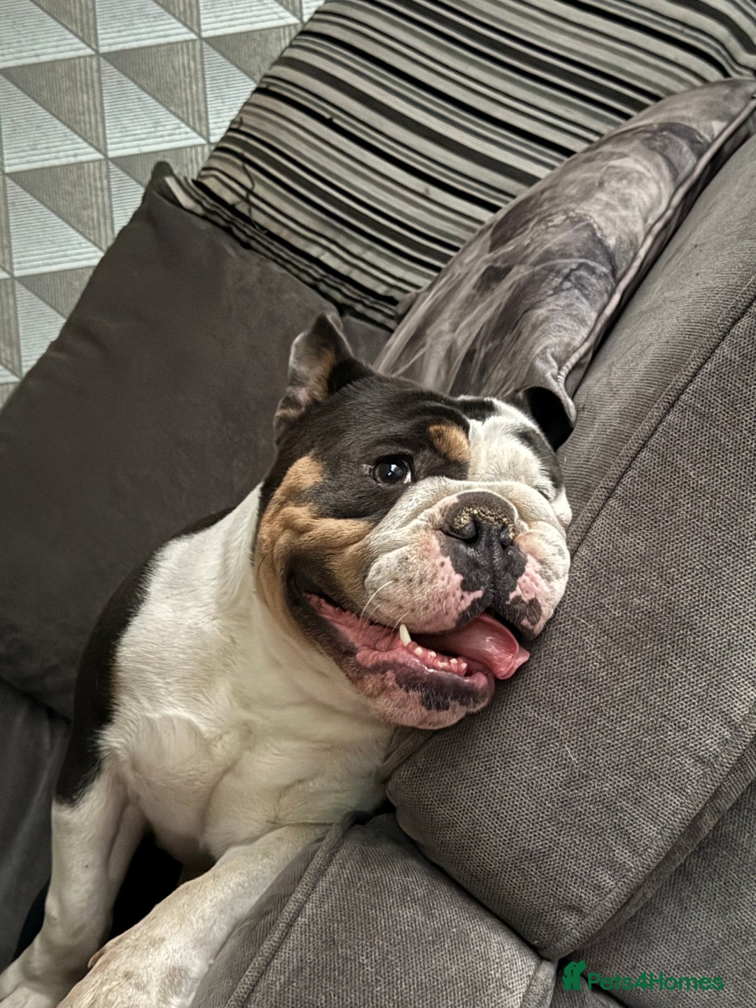 English Bulldog dogs for sale: British bulldog for sale - Image 5