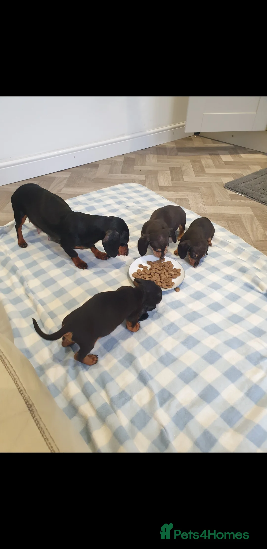 Dachshund dogs for sale: Dachshund  - Advert 1