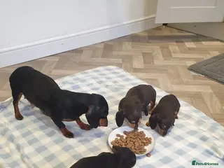 Dachshund dogs Dachshund - Advert 3