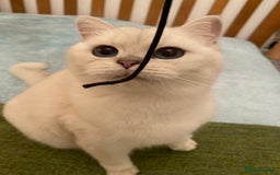 British Shorthair cats for sale: Stunning Silver Point Pedigree Girl - Image 2
