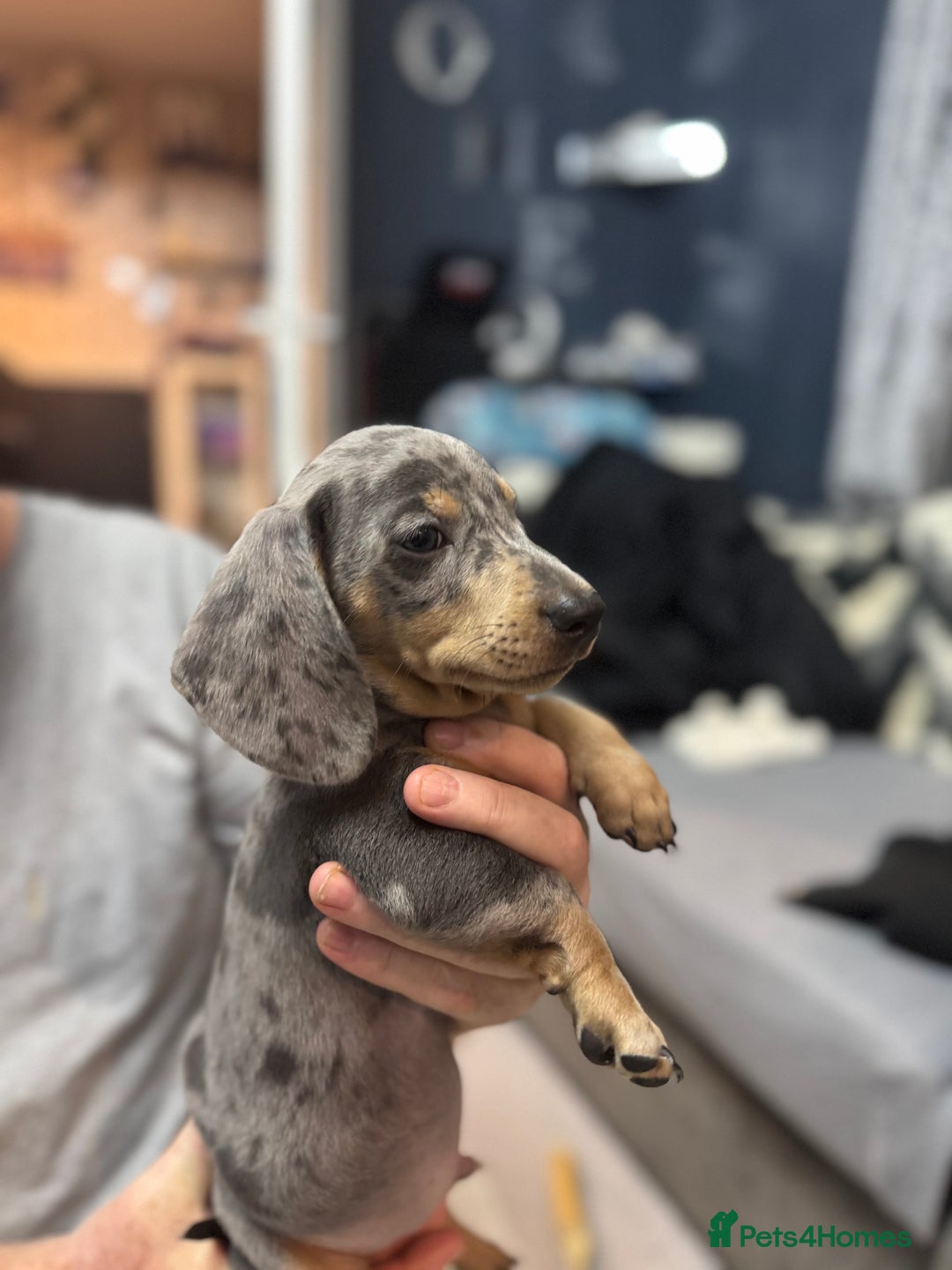 Miniature Dachshund dogs for sale: READY NOW  - Advert 13