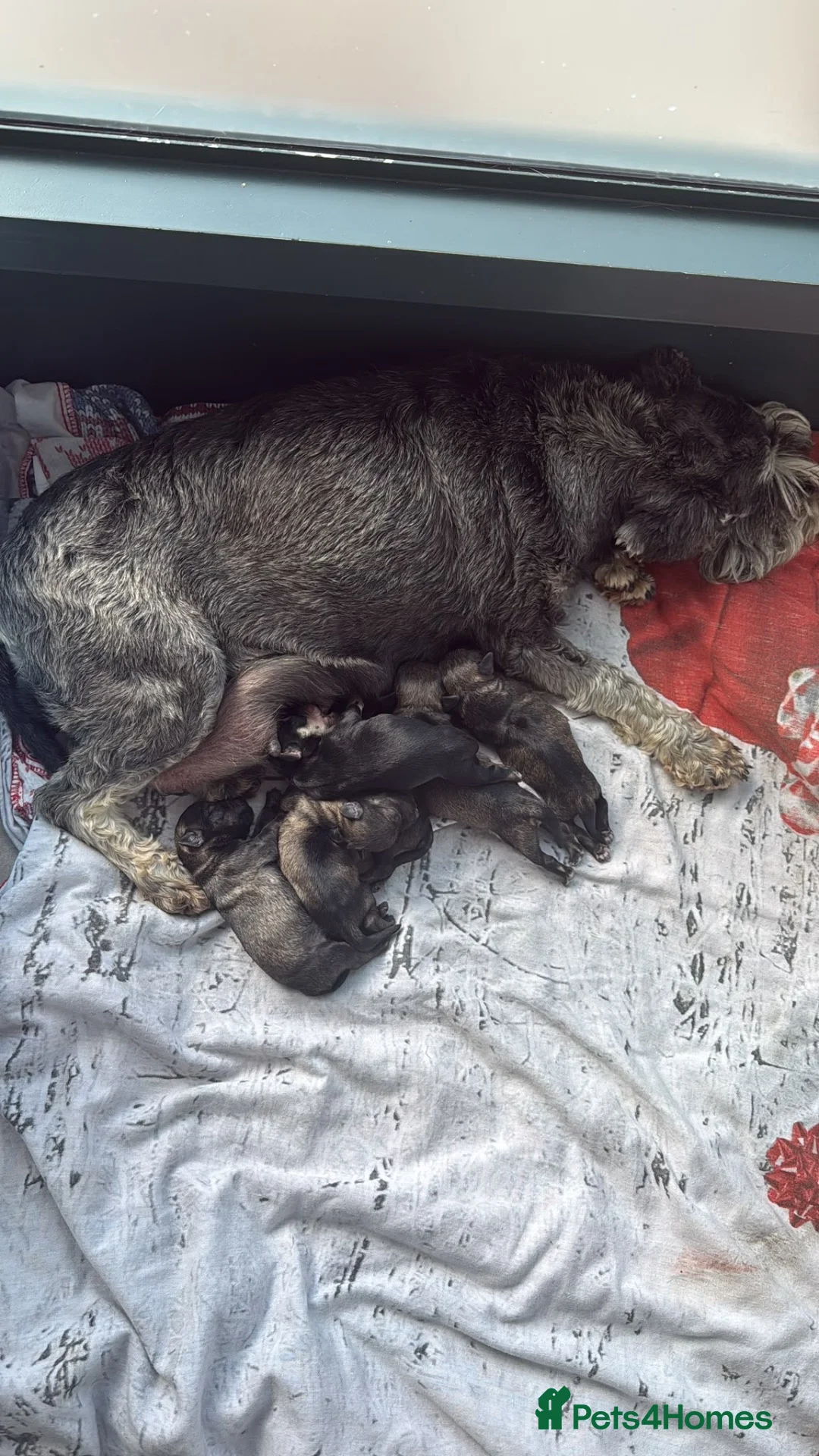 Miniature Schnauzer dogs for sale: K.C miniature schnauzer  - Advert 2