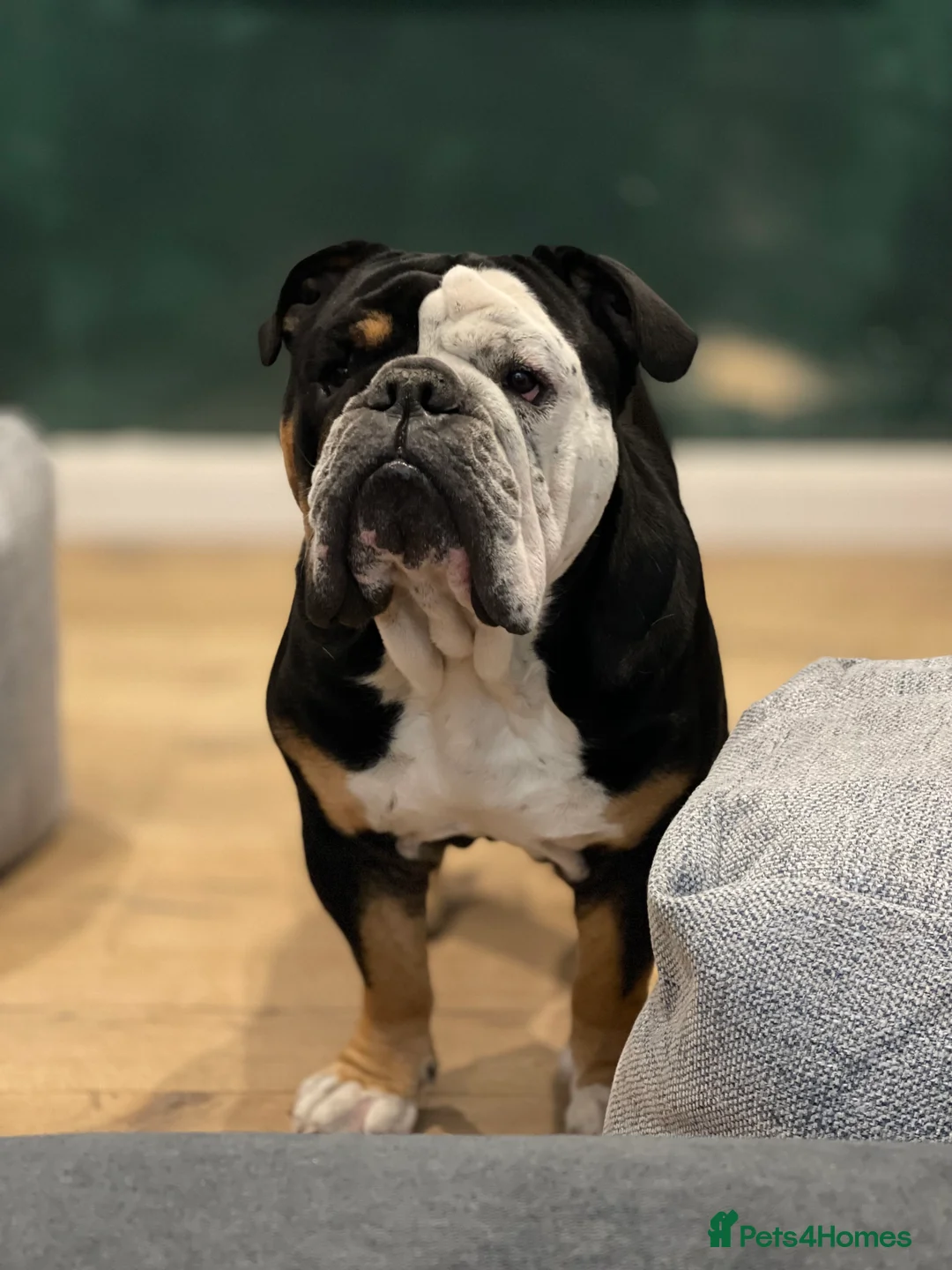 English Bulldog dogs for sale: Alfie English Bulldog  - Advert 3