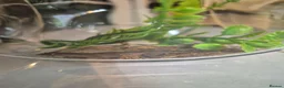 Gecko reptiles for sale: 2x mourning geckos and full setup  - Advert 4
