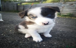 Border Collie dogs for sale: Beautiful Fluffy Collie Puppies  - Image 12