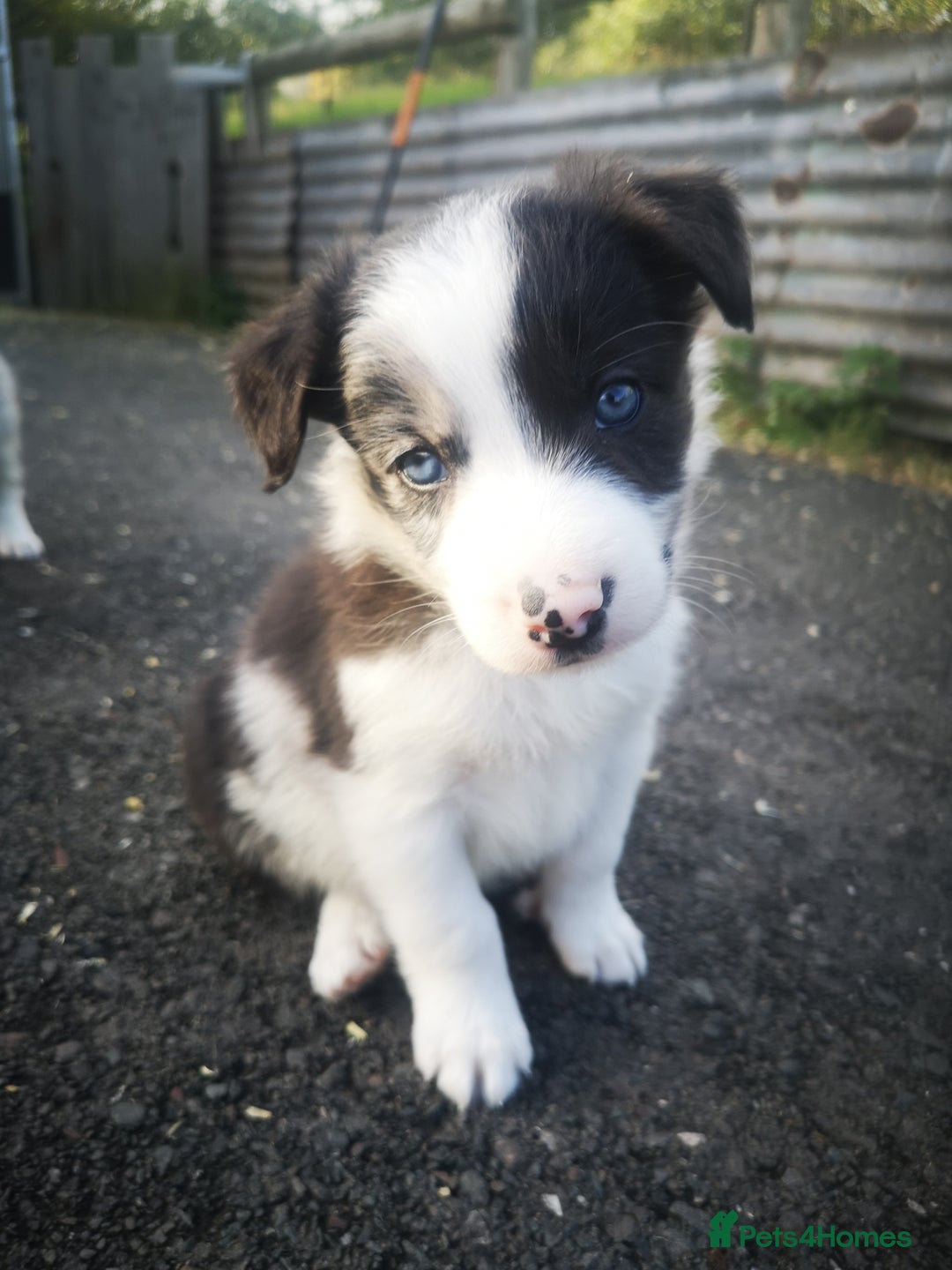 Border Collie dogs for sale: Beautiful Fluffy Collie Puppies  - Image 12