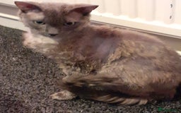 Devon Rex cats for sale: Devon rex - Advert 2