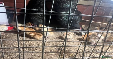 Chickens poultry - Advert 6